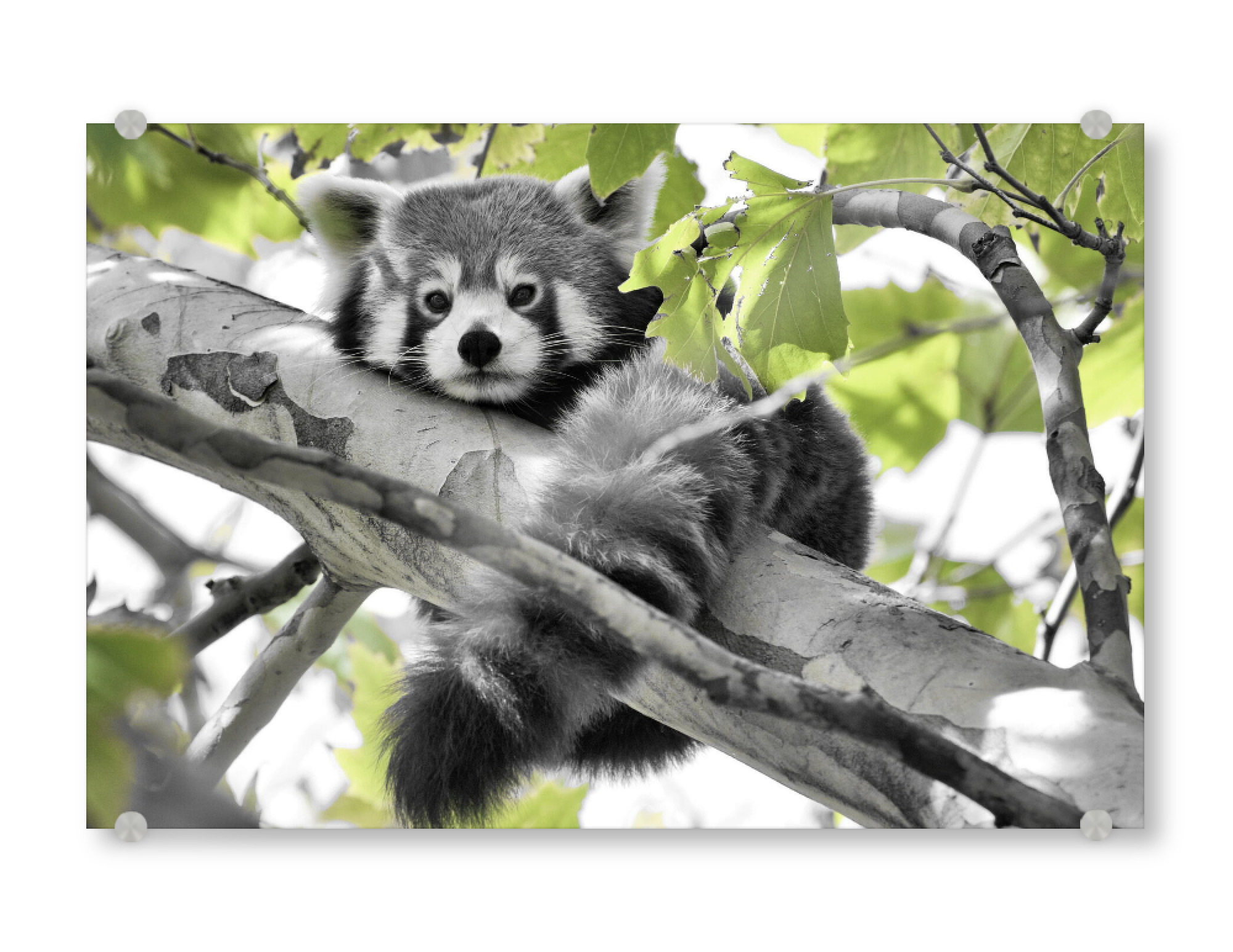 Acrylglasbild "Roter Panda ck" artboxONE - Natur,Für Kinder,Tiere - Roter panda,Panda,Bär,Colorkey,Baum,Animal,Bear,Natur,Nature,Tree