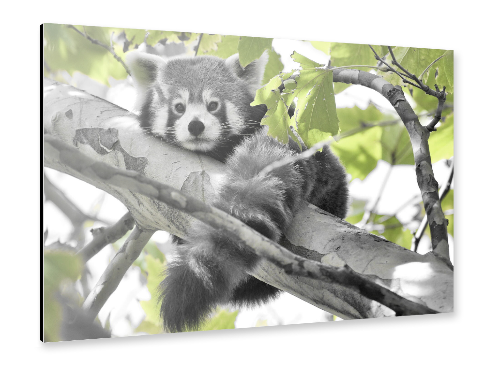 Alu-Dibond "Roter Panda ck" 75x50 cm artboxONE