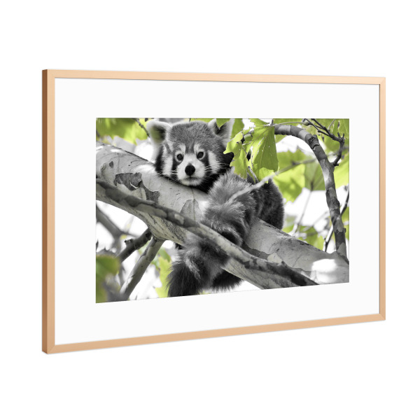 Poster mit Rahmen Kupfer "Roter Panda ck" artboxONE - Natur,Für Kinder,Tiere - Roter panda,Panda,Bär,Colorkey,Baum,Animal,Bear,Natur,Nature,Tree