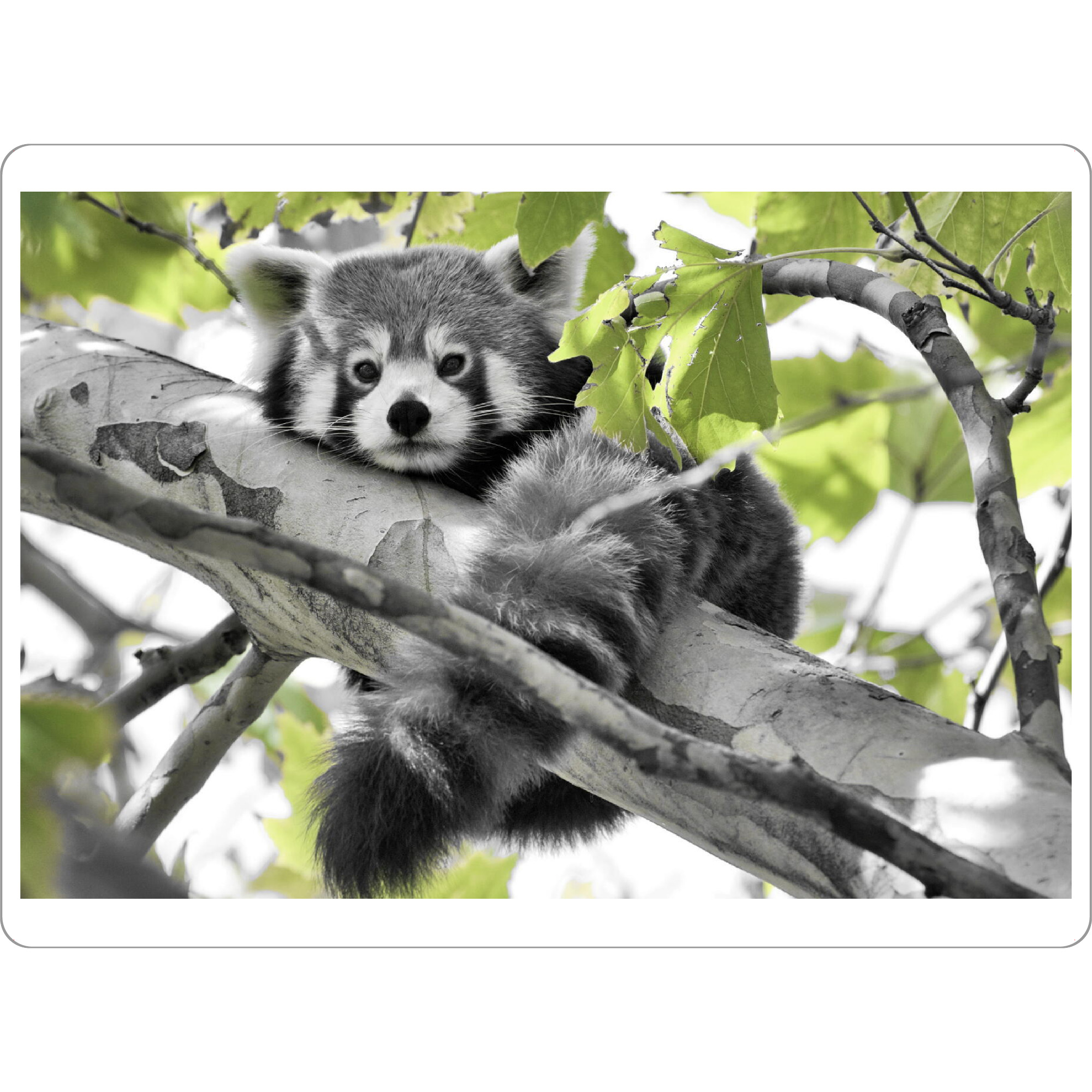 Tischset "Roter Panda ck" artboxONE - Natur,Für Kinder,Tiere - Roter panda,Panda,Bär,Colorkey,Baum,Animal,Bear,Natur,Nature,Tree - Bild roter panda