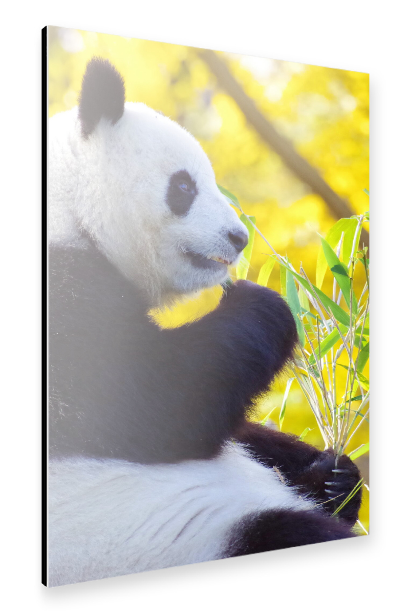 Alu-Dibond "Panda Zeit" 75x50 cm artboxONE