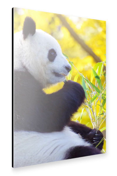 Alu-Dibond "Panda Zeit" 30x20 cm artboxONE