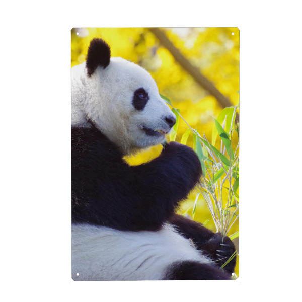 Metall Poster "Panda Zeit" artboxONE - Reise,Für Kinder,Tiere - Panda,Panda baer,Baer,Zeit,Pause,Tier,Animal,Natur,Nature,Bär - Blechschild