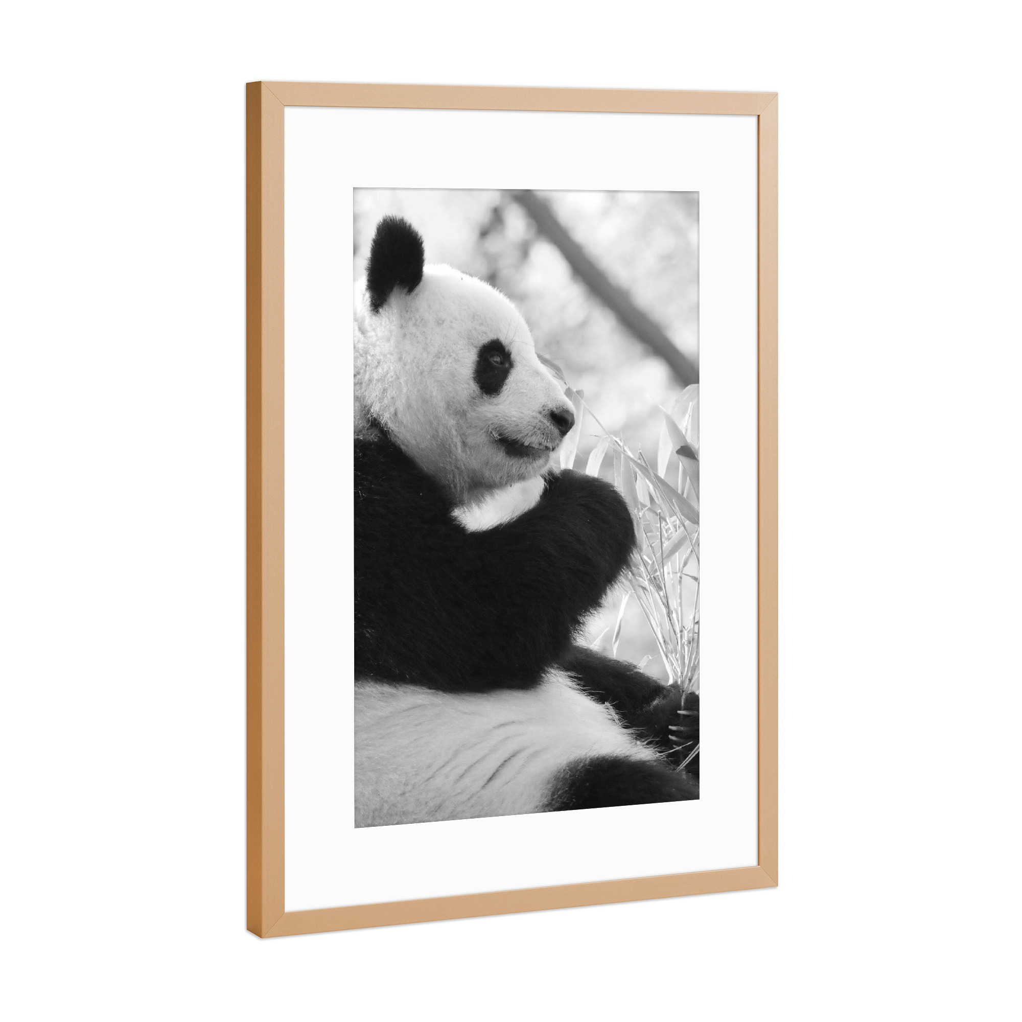 Poster mit Rahmen Kupfer "Panda Zeit sw" artboxONE - Reise,Tiere,Schwarzweiß
