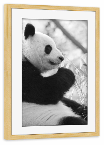Poster mit Rahmen kiefer "Panda Zeit sw" artboxONE - Reise,Tiere,Schwarzweiß