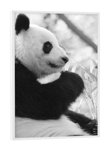 Poster mit weißem Rahmen "Panda Zeit sw" artboxONE - Reise,Tiere,Schwarzweiß