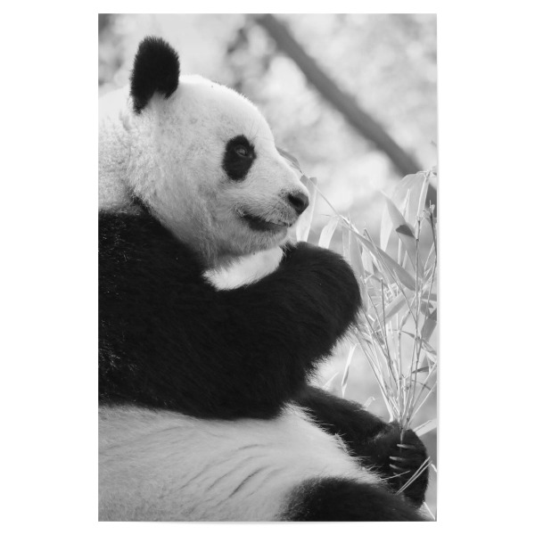 Poster 30x20 cm "Panda Zeit sw" artboxONE - Reise,Tiere,Schwarzweiß - Panda,Panda bär,Food,Essen,Bear,Schwarzweiß,Blackandwhite,Tier,Animal,Wild,Cute