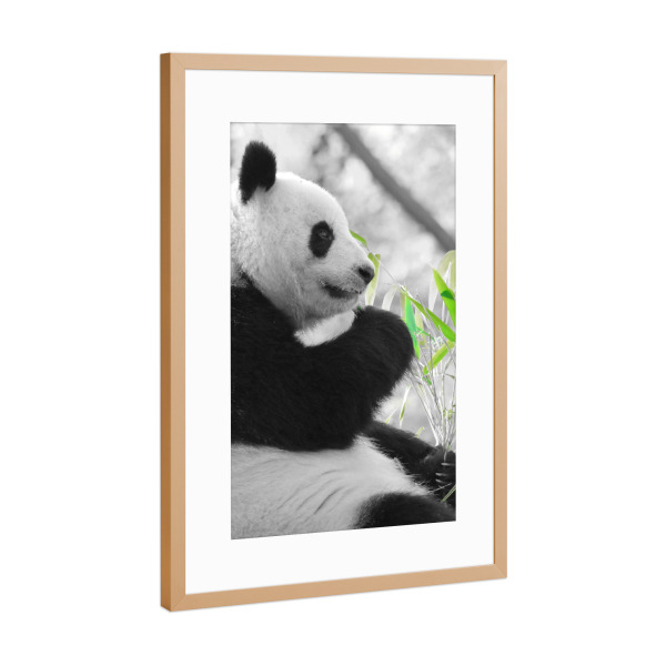 Poster mit Rahmen Kupfer "Panda Zeit ck" artboxONE - Natur,Tiere - Panda,Bär,Panda bär,Colorkey,Tier,Animal,Zeit,Pause,Natur,Nature,Bear