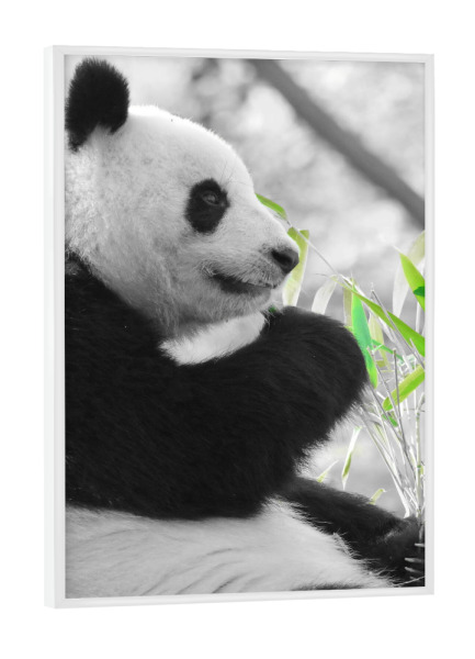 Poster mit weißem Rahmen "Panda Zeit ck" artboxONE - Natur,Tiere - Panda,Bär,Panda bär,Colorkey,Tier,Animal,Zeit,Pause,Natur,Nature,Bear