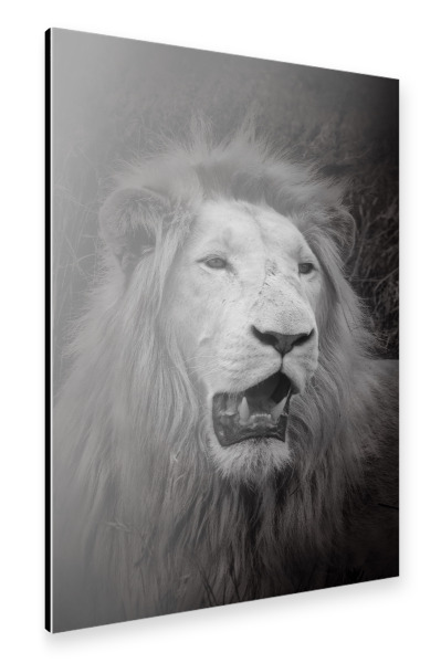 Alu-Dibond "Weißer Löwe im Portrait C" 30x20 cm artboxONE