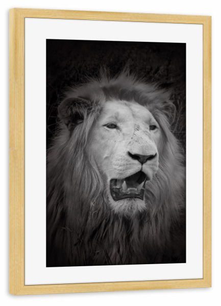 Poster mit Rahmen kiefer "Weißer Löwe im Portrait C" artboxONE - Natur,Tiere,Reise / Afrika