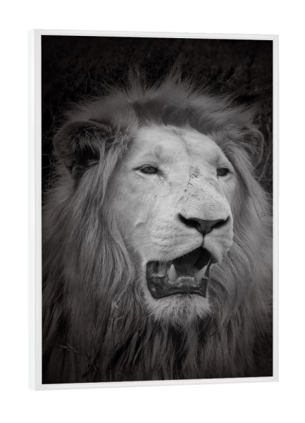 Poster mit weißem Rahmen "Weißer Löwe im Portrait C" artboxONE - Natur,Tiere,Reise / Afrika