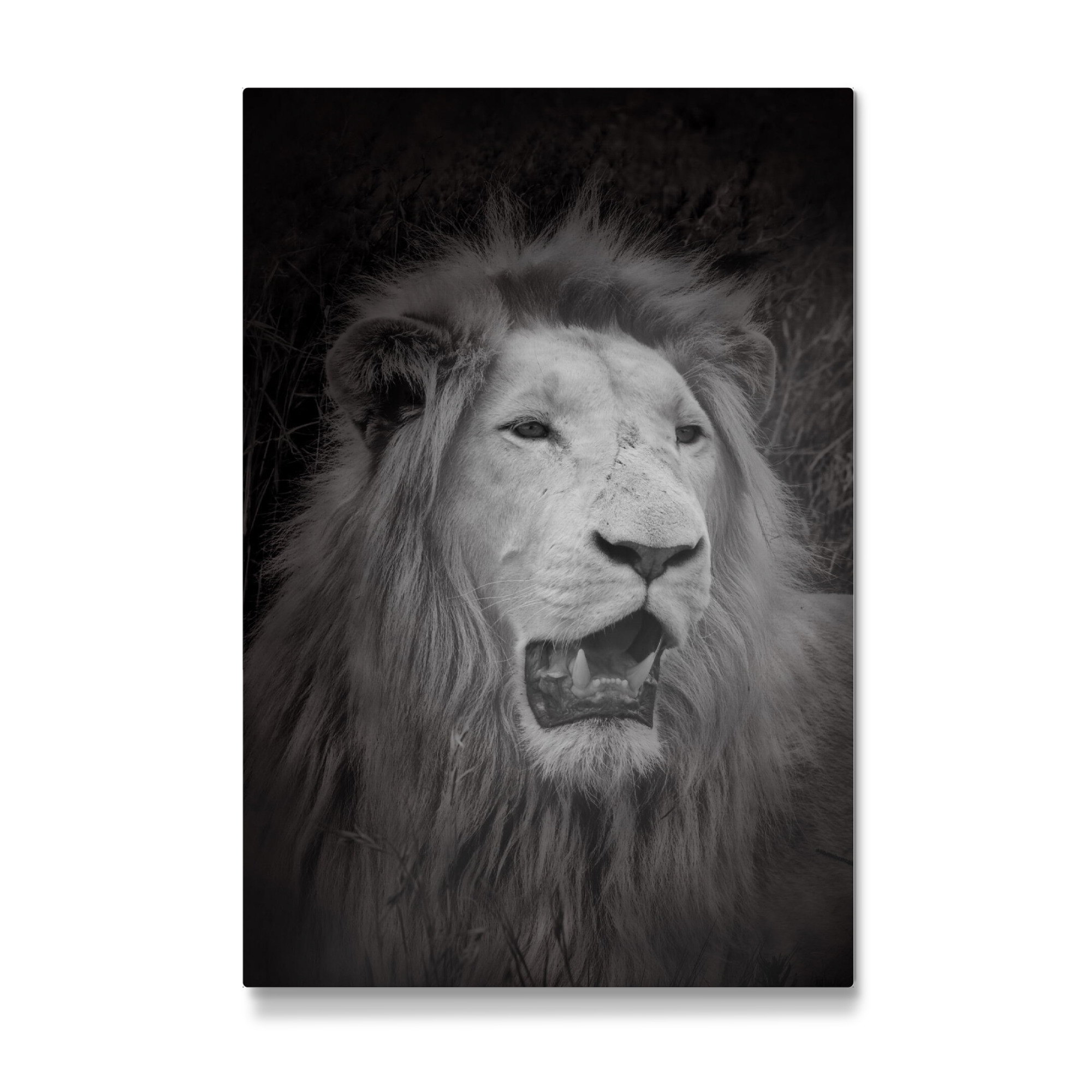 Galerie-Print "Weißer Löwe im Portrait C" 75x50 cm artboxONE