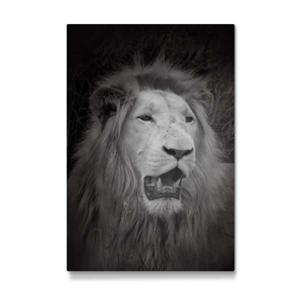 Galerie-Print "Weißer Löwe im Portrait C" 30x20 cm artboxONE