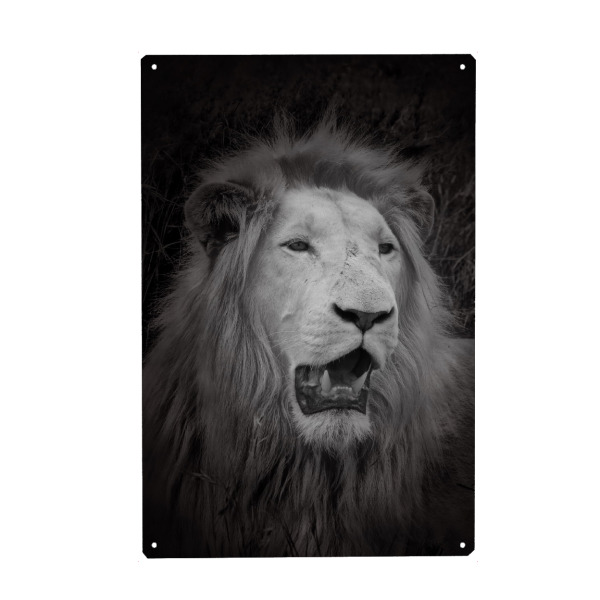Metall Poster "Weißer Löwe im Portrait C" artboxONE - Natur,Tiere,Reise / Afrika