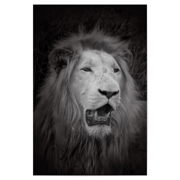 Poster "Weißer Löwe im Portrait C" artboxONE - Natur,Tiere,Reise / Afrika