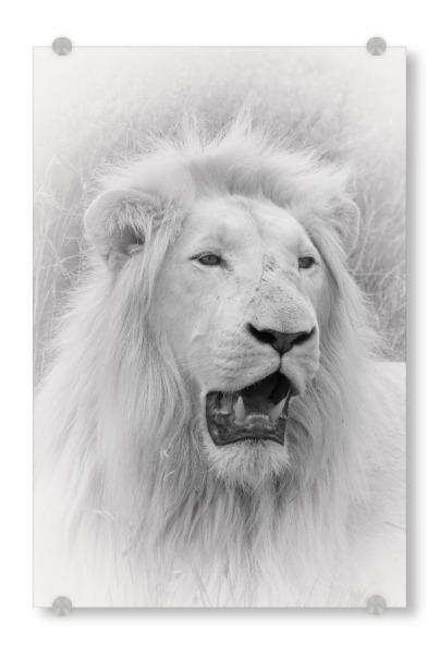 Acrylglasbild "Weißer Löwe im Portrait I" artboxONE - Natur,Tiere,Reise / Afrika