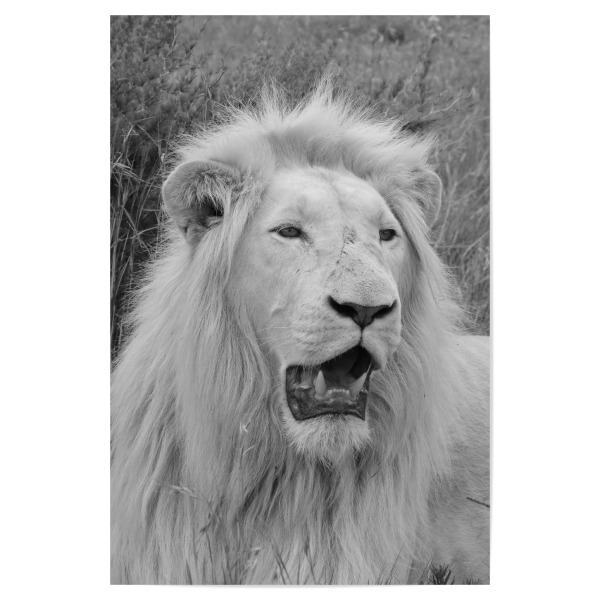 Poster "Weißer Löwe im Portrait A" artboxONE - Natur,Tiere,Reise / Afrika