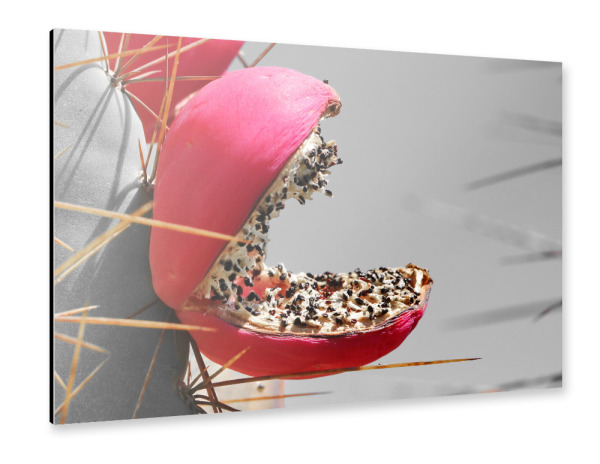 Alu-Dibond "Rote Kaktusfrucht pac-man ck" 30x20 cm artboxONE