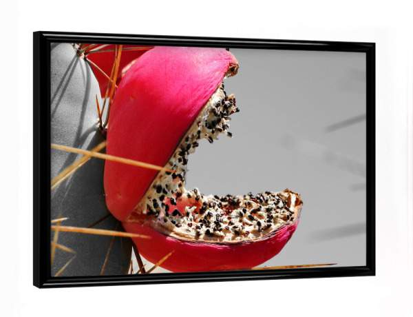 Poster mit schwarzem Rahmen "Rote Kaktusfrucht pac-man ck" artboxONE - Natur,Floral,Reise / Afrika
