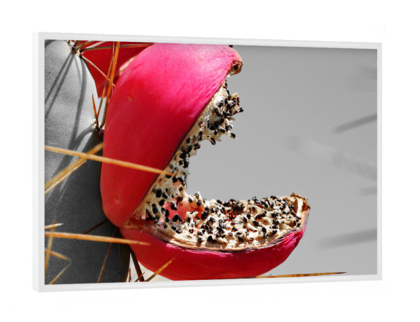 Poster mit weißem Rahmen "Rote Kaktusfrucht pac-man ck" artboxONE - Natur,Floral,Reise / Afrika