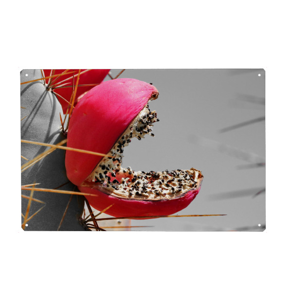 Holzbild "Rote Kaktusfrucht pac-man ck" artboxONE - Natur,Floral,Reise / Afrika