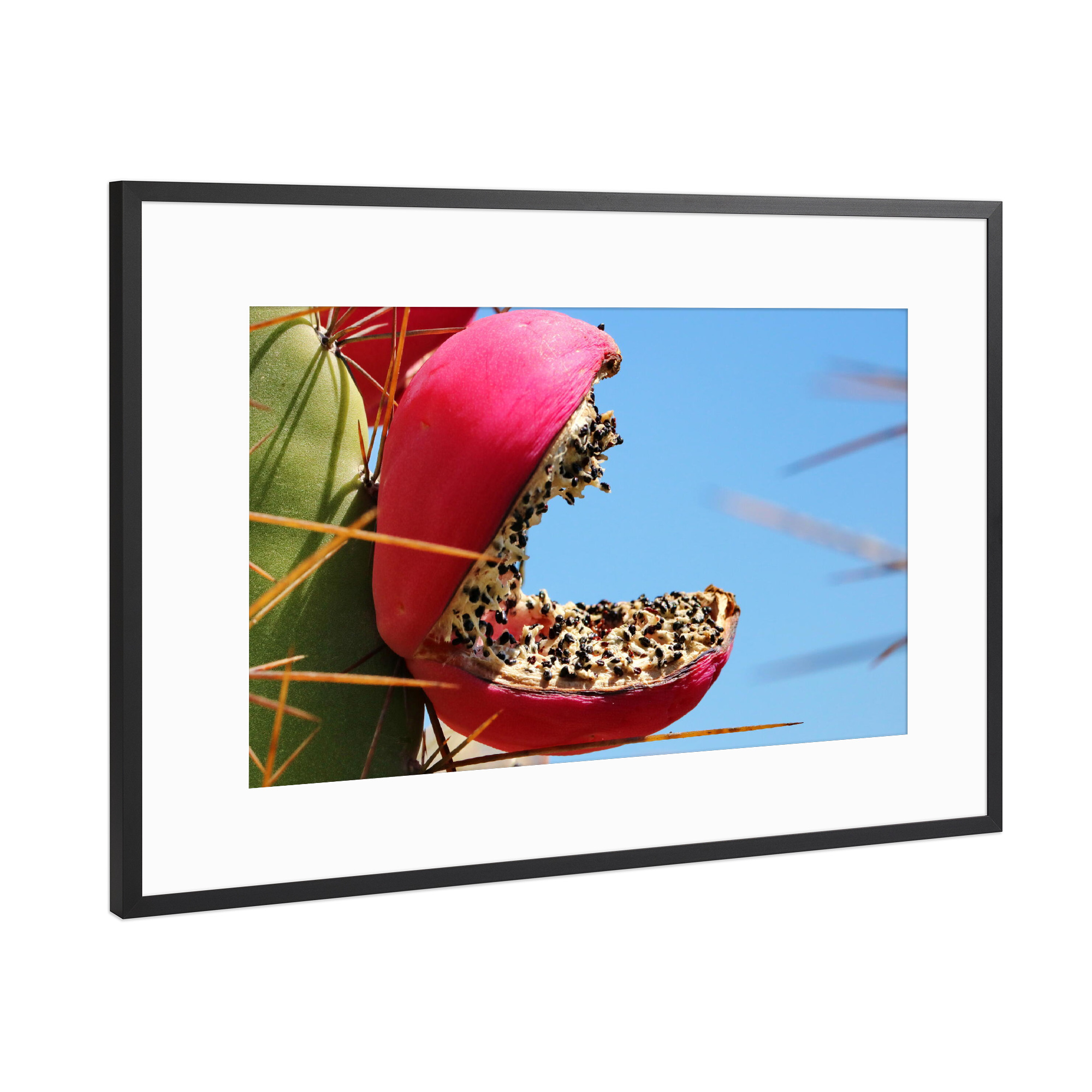 Poster mit Rahmen Schwarz (Metallic) "Rote Kaktusfrucht" artboxONE - Natur,Floral,Reise / Afrika