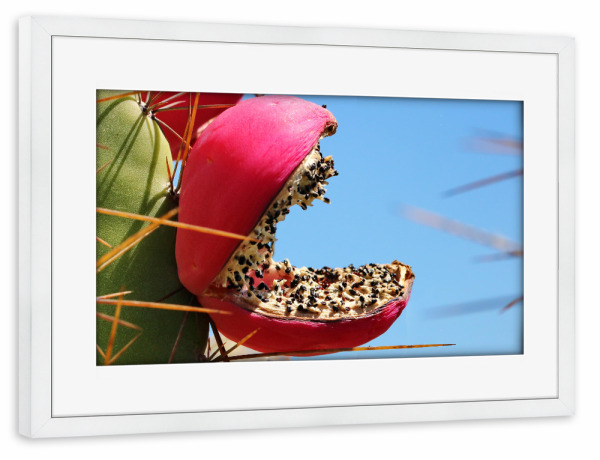 Poster mit Rahmen weiß "Rote Kaktusfrucht" artboxONE - Natur,Floral,Reise / Afrika
