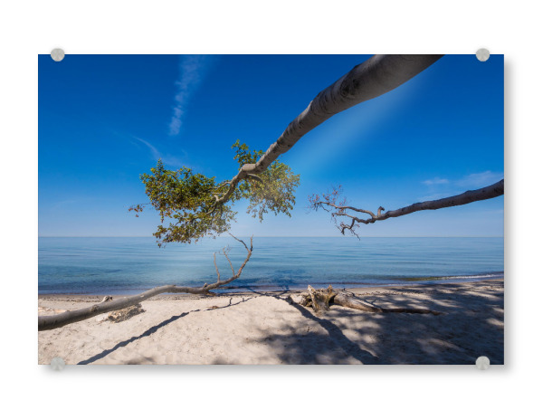 Acrylglasbild "Ein umgestürzter Baum" artboxONE - Natur,Reise,Reise / Strand und Meer