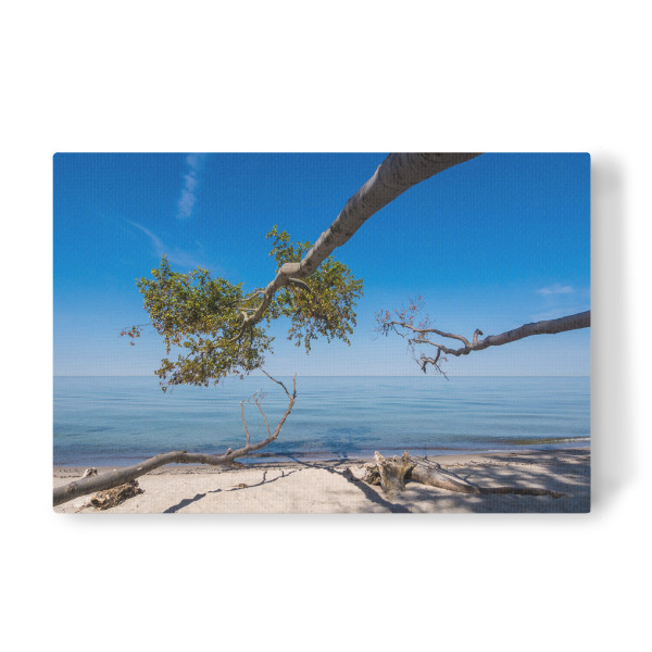 Leinwandbild "Ein umgestürzter Baum" artboxONE - Natur,Reise,Reise / Strand und Meer