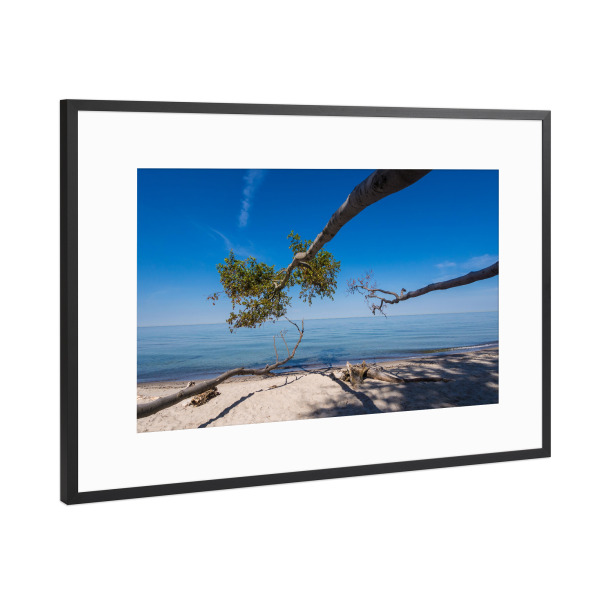 Poster mit Rahmen Schwarz (Metallic) "Ein umgestürzter Baum" artboxONE - Natur,Reise,Reise / Strand und Meer