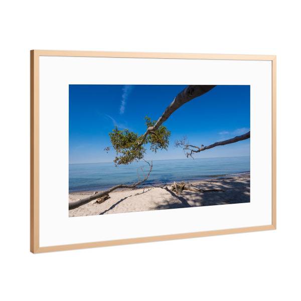 Poster mit Rahmen Kupfer "Ein umgestürzter Baum" artboxONE - Natur,Reise,Reise / Strand und Meer