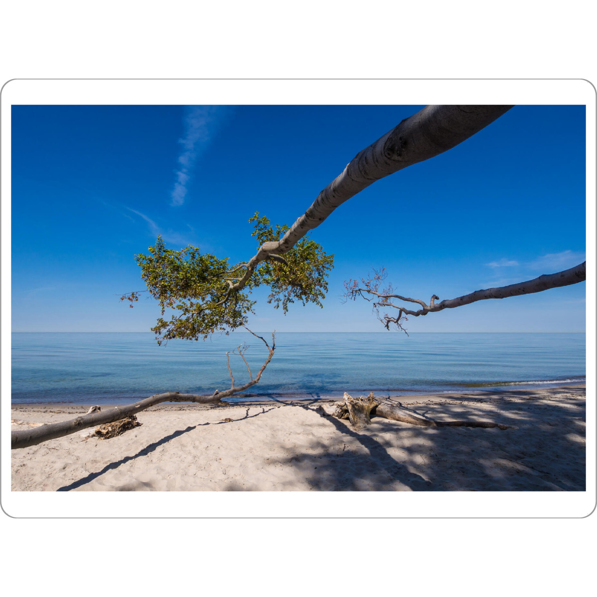 Tischset "Ein umgestürzter Baum" artboxONE - Natur,Reise,Reise / Strand und Meer