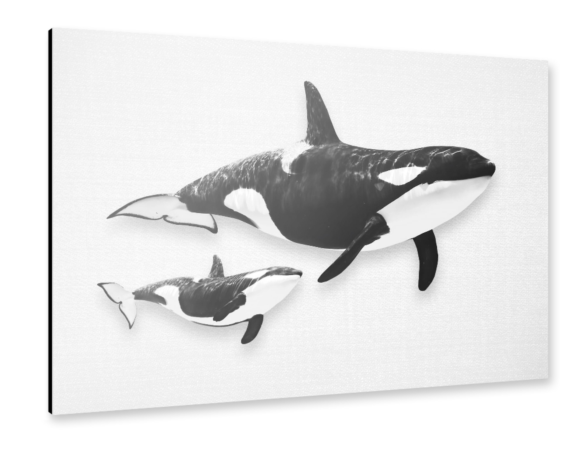 Alu-Dibond "Whales - Black & White" 75x50 cm artboxONE