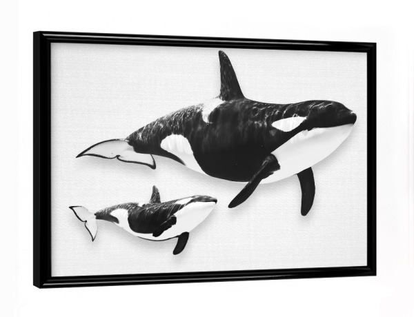 Poster mit schwarzem Rahmen "Whales - Black & White" artboxONE - Für Kinder,Tiere,Reise / Strand und Meer