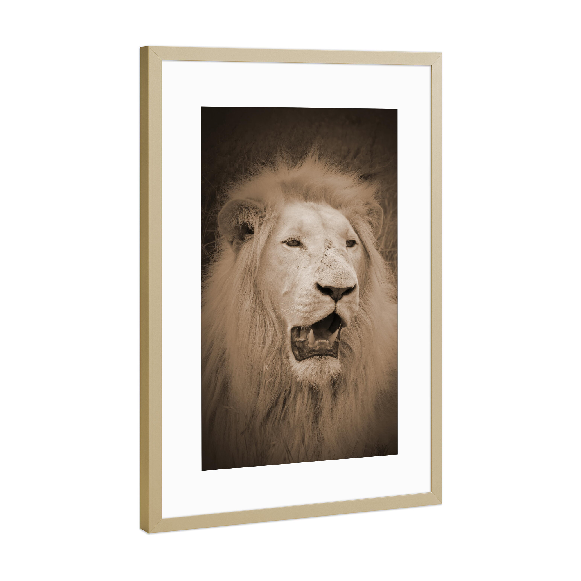 Poster mit Rahmen Gold "Weißer Löwe im Portrait sepia" artboxONE - Natur,Tiere,Reise / Afrika
