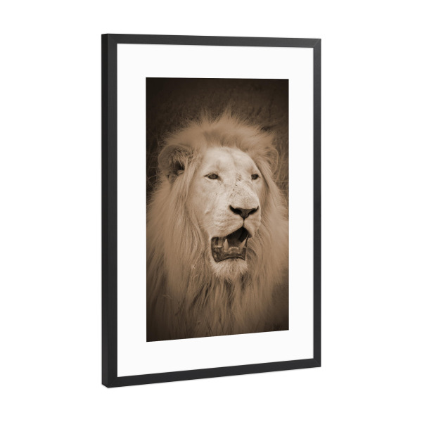 Poster mit Rahmen Schwarz (Metallic) "Weißer Löwe im Portrait sepia" artboxONE - Natur,Tiere,Reise / Afrika