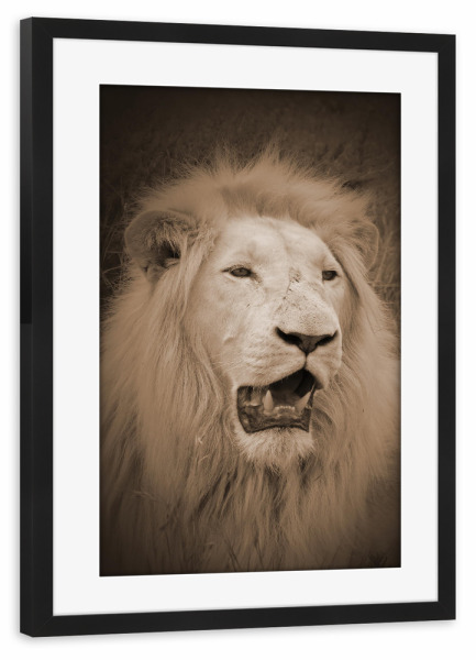 Poster mit Rahmen schwarz "Weißer Löwe im Portrait sepia" artboxONE - Natur,Tiere,Reise / Afrika