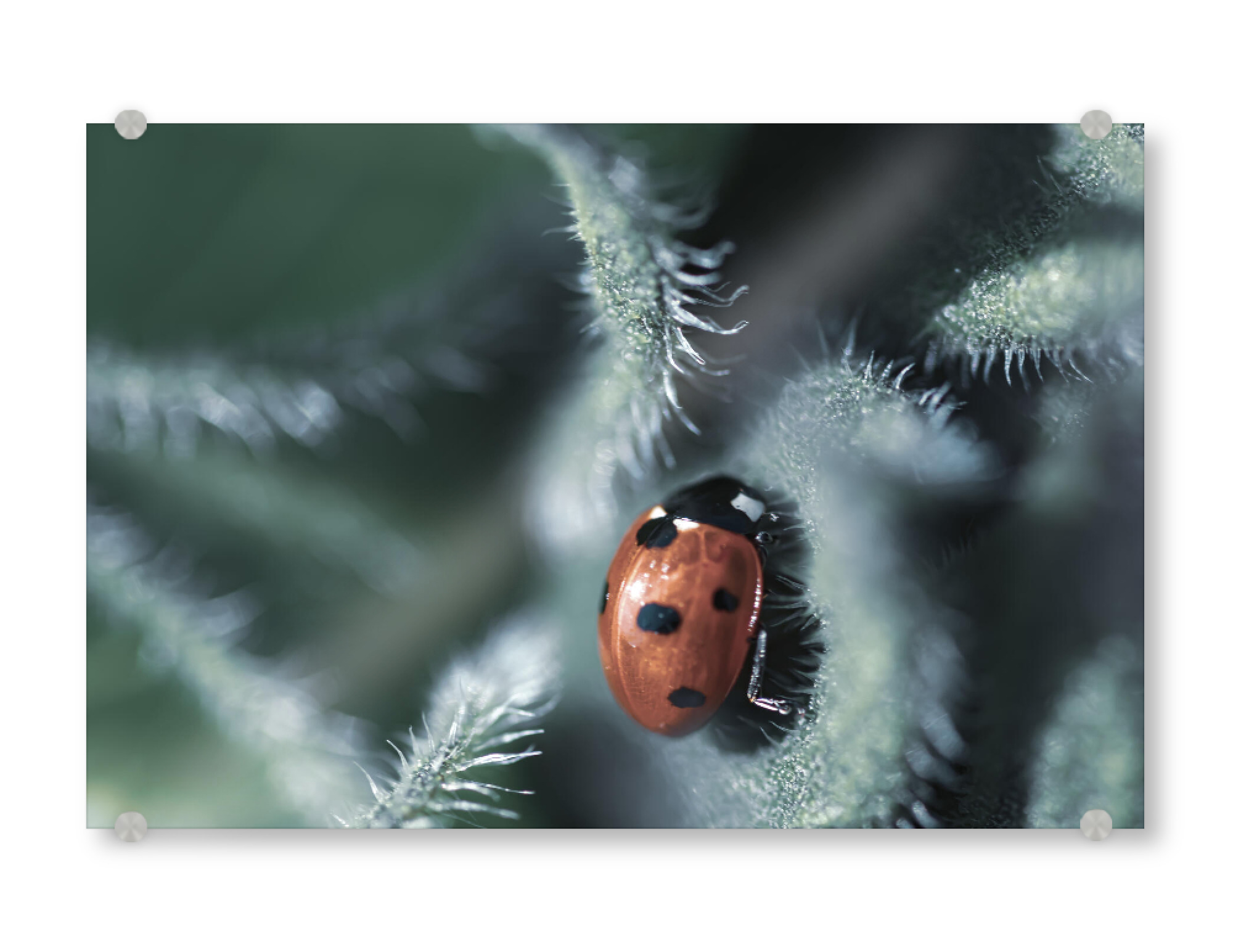 Acrylglasbild "Glückskäferchen" artboxONE - Natur,Floral,Tiere,Für Mama