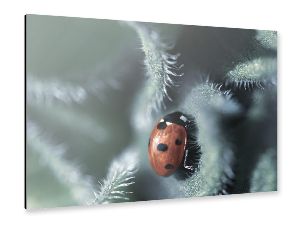 Alu-Dibond "Glückskäferchen" 30x20 cm artboxONE