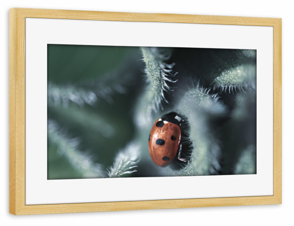 Poster mit Rahmen kiefer "Glückskäferchen" artboxONE - Natur,Floral,Tiere,Für Mama