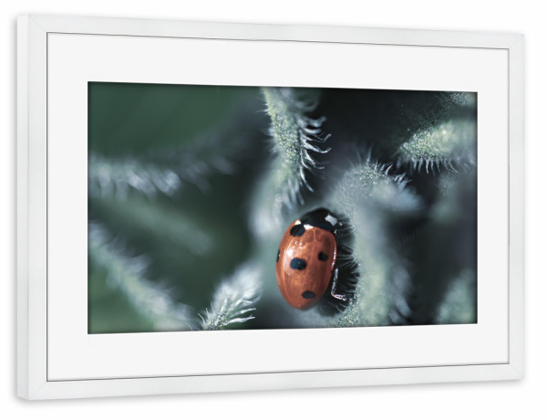 Poster mit Rahmen weiß "Glückskäferchen" artboxONE - Natur,Floral,Tiere,Für Mama