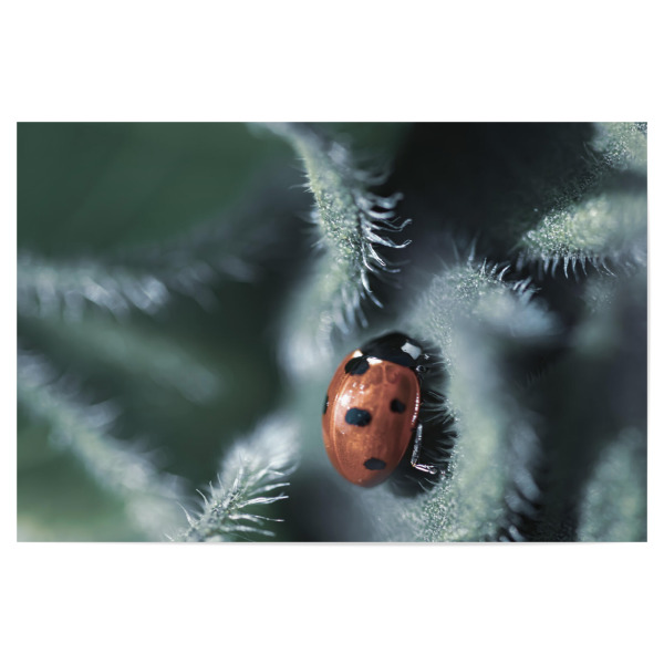 Poster 30x20 cm "Glückskäferchen" artboxONE - Natur,Floral,Tiere,Für Mama