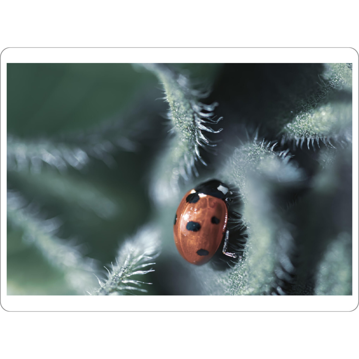 Tischset "Glückskäferchen" artboxONE - Natur,Floral,Tiere,Für Mama