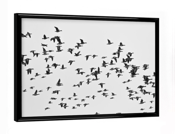 Poster mit schwarzem Rahmen "Vogelschwarm" artboxONE - Natur,Tiere,Schwarzweiß