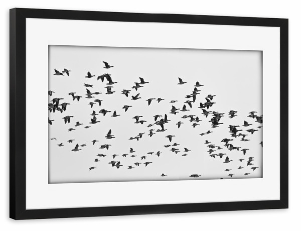 Poster mit Rahmen schwarz "Vogelschwarm" artboxONE - Natur,Tiere,Schwarzweiß