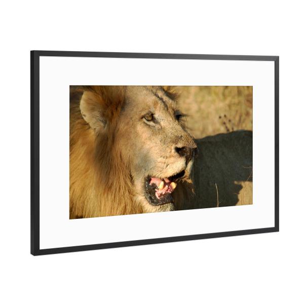 Poster mit Rahmen Schwarz (Metallic) "African Male Lion" artboxONE - Natur,Tiere,Reise / Afrika