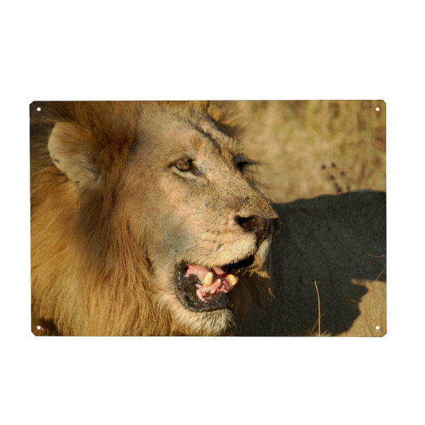 Holzbild "African Male Lion" artboxONE - Natur,Tiere,Reise / Afrika