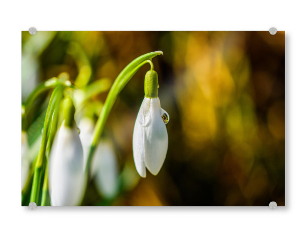 Acrylglasbild "Snowdrop" artboxONE - Natur,Floral