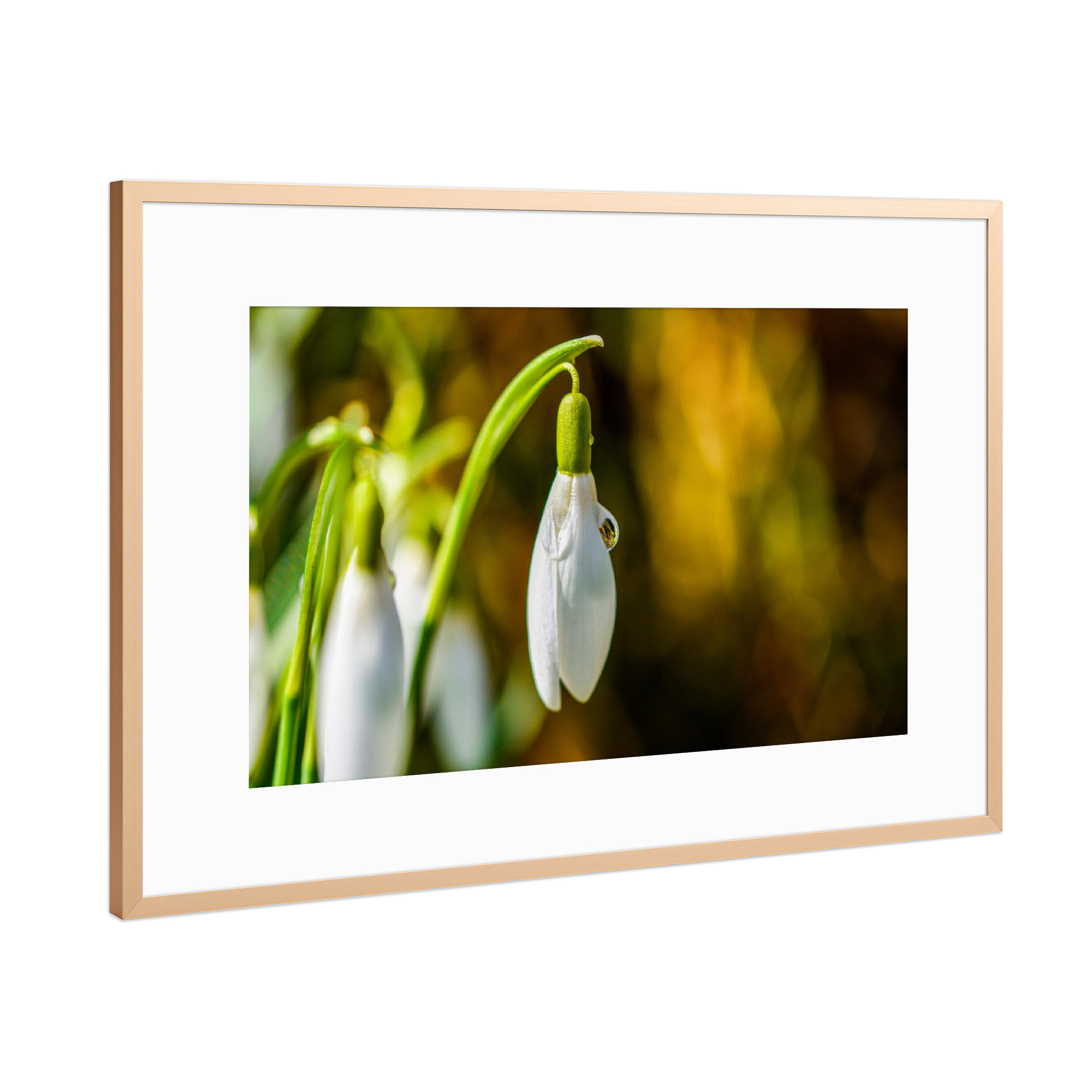Poster mit Rahmen Kupfer "Snowdrop" artboxONE - Natur,Floral